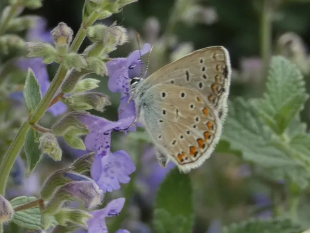 Polyommatus icarus - közönséges boglárka
