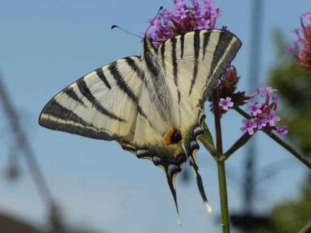 Iphiclides podalirius - kardoslepke