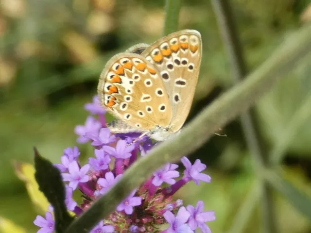 Polyommatus icarus - közönséges boglárka