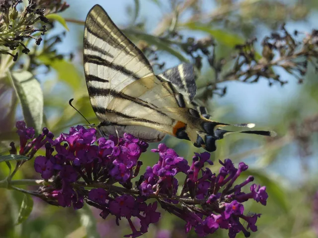 Iphiclides podalirius - kardoslepke