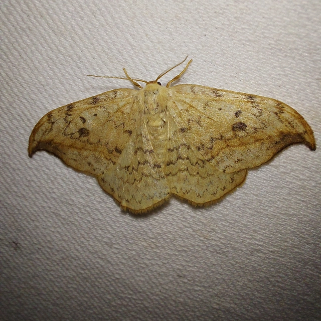 Drepana falcataria - nyárfa-sarlósszövő