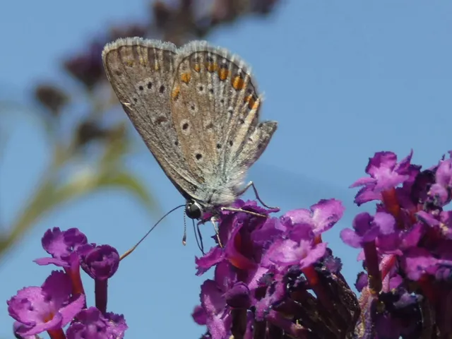 Polyommatus icarus - közönséges boglárka