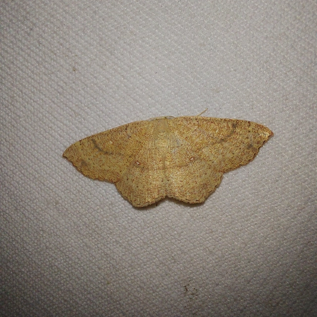 Cyclophora ruficiliaria - vörösrojtú pettyesaraszoló