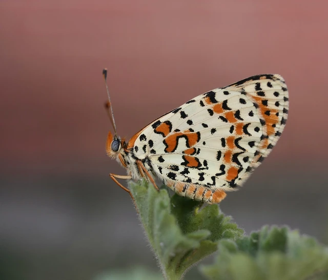Melitaea didyma - tüzes tarkalepke