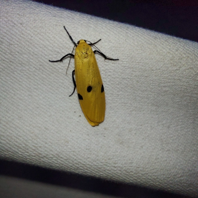 Lithosia quadra - négypettyes zuzmószövő