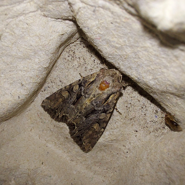Lacanobia thalassina - borbolya-kertibagoly