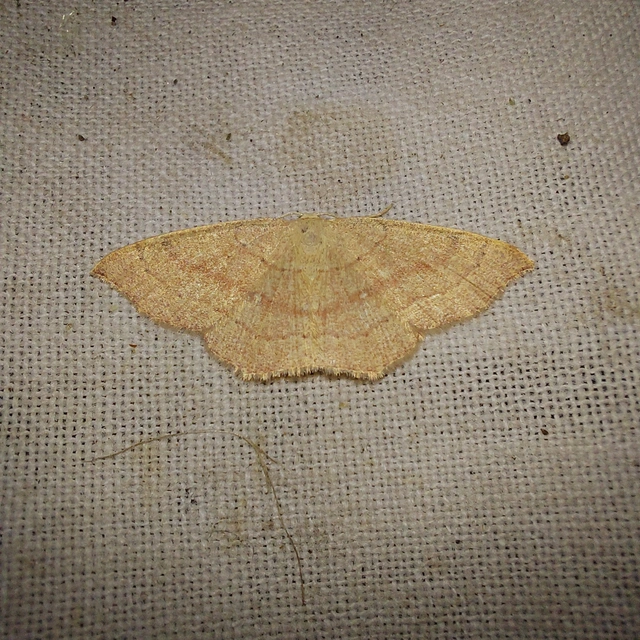 Cyclophora linearia - vonalas pettyesaraszoló