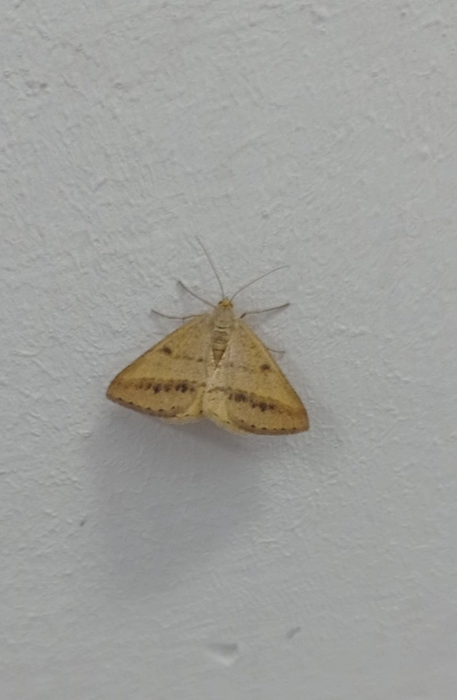 Tephrina arenacearia - lucerna-araszoló
