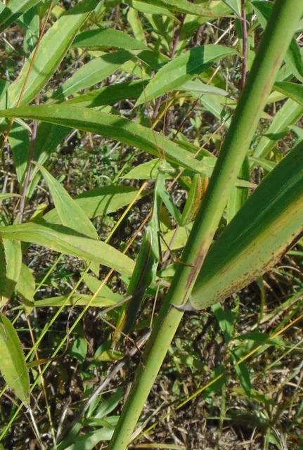 Mantis religiosa - imádkozósáska