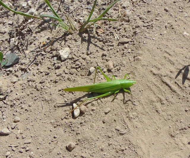 Ruspolia nitidula - nagy kúpfejűszöcske