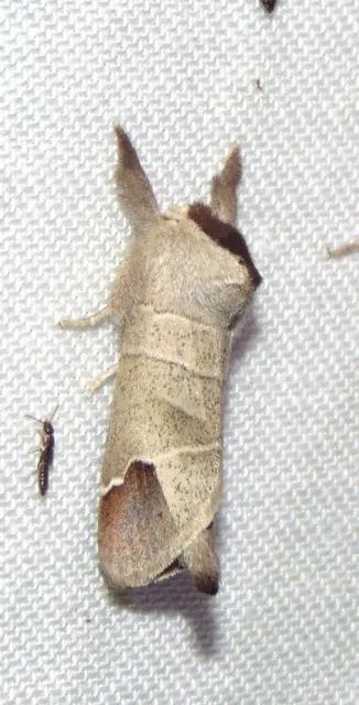Clostera curtula - rövidszárnyú levélszövő Clostera curtula - rövidszárnyú levélszövő