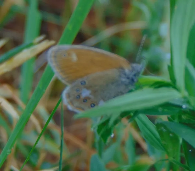 Coenonympha glycerion - közönséges szénalepke