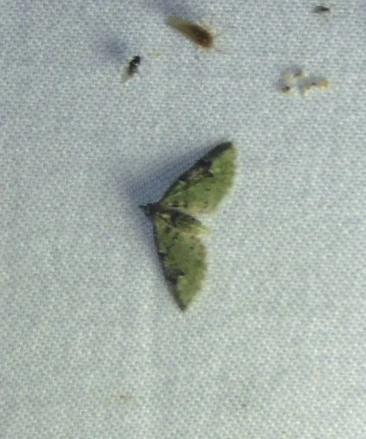 Chloroclystis v-ata - zöldes törpearaszoló