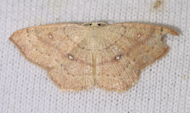 Cyclophora linearia - vonalas pettyesaraszoló