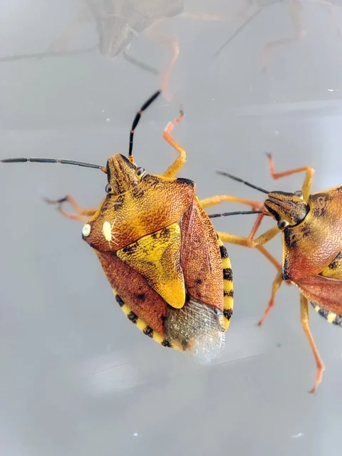 Carpocoris Carpocoris