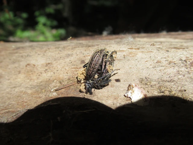 Carabus granulatus - mezei futrinka
