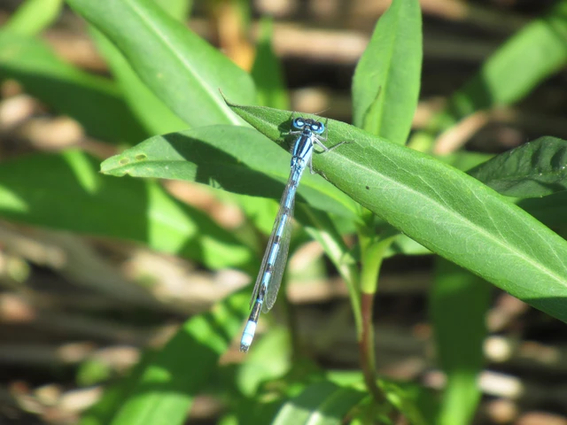 Enallagma cyathigerum - kéksávos légivadász