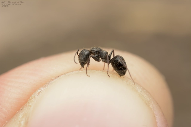 Camponotus atricolor - nyerges lóhangya