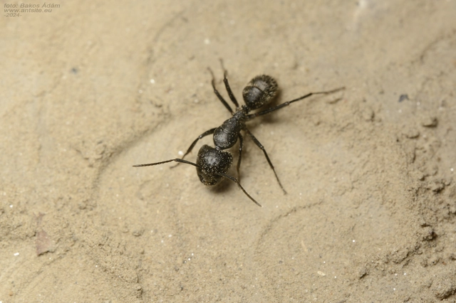 Camponotus vagus - fekete lóhangya