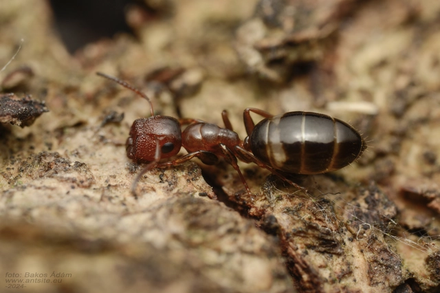 Colobopsis truncata - kapushangya