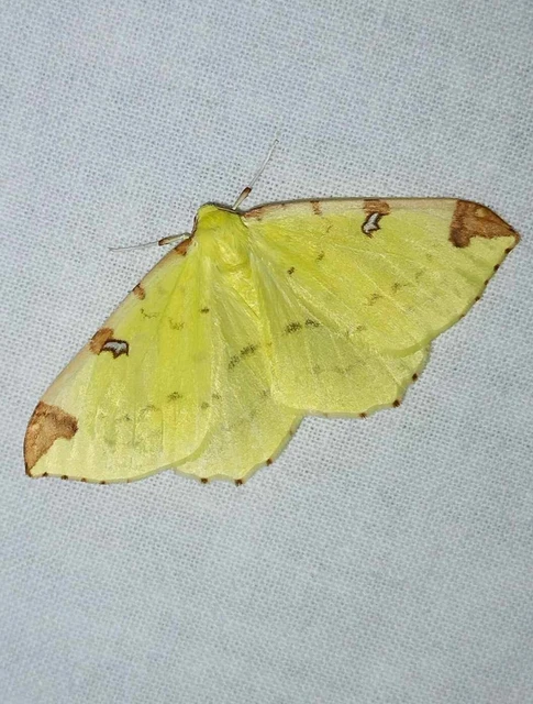 Opisthograptis luteolata - citromsárga araszoló