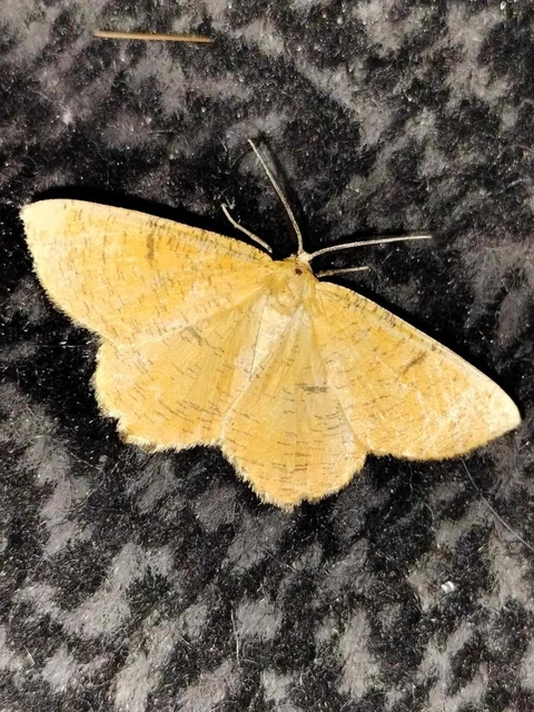 Angerona prunaria - sárga kökényaraszoló