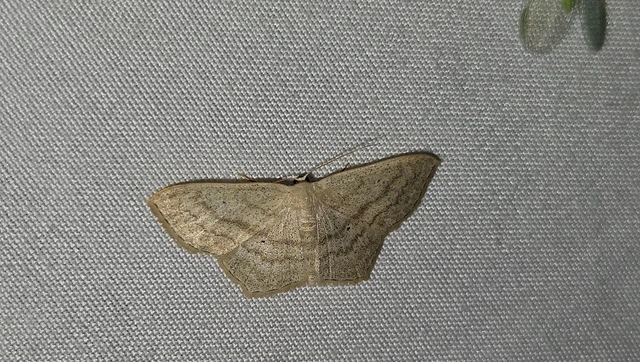 Scopula nigropunctata - feketepettyes araszoló