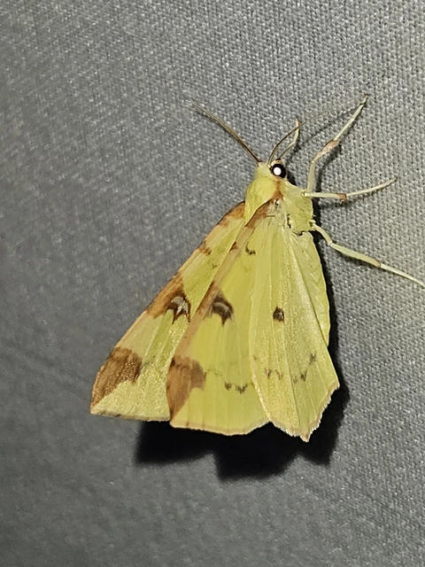 citromsárga araszoló - Opisthograptis luteolata