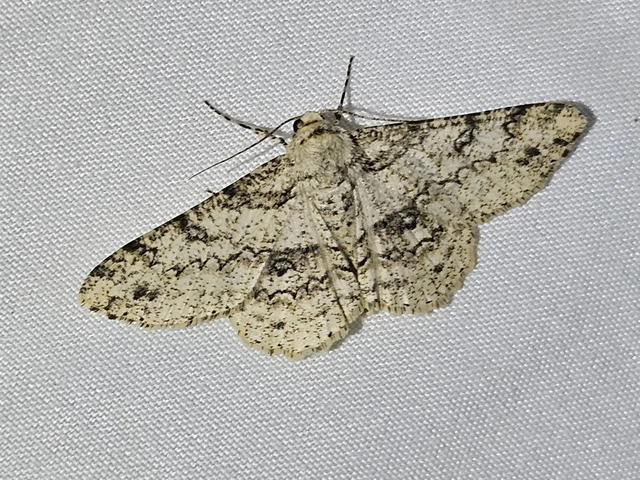 Ascotis selenaria - holdas faaraszoló