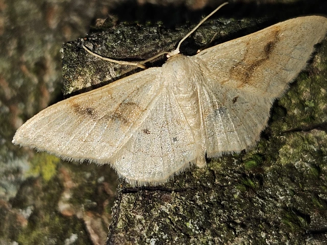 vörössávos araszoló - Idaea rubraria