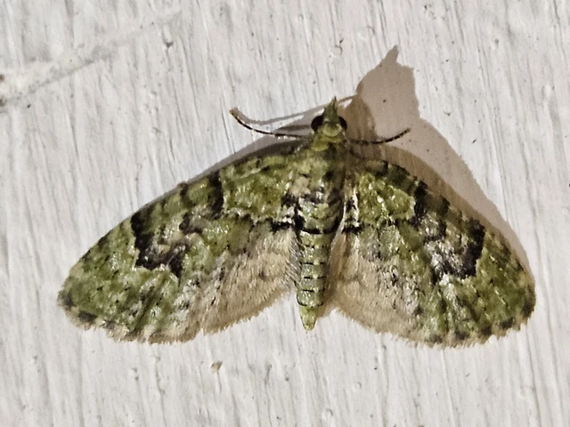 zöldes törpearaszoló - Chloroclystis v-ata