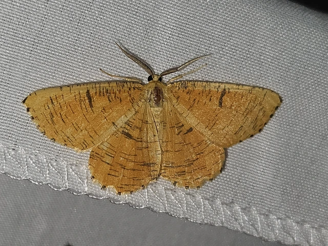 Angerona prunaria - sárga kökényaraszoló