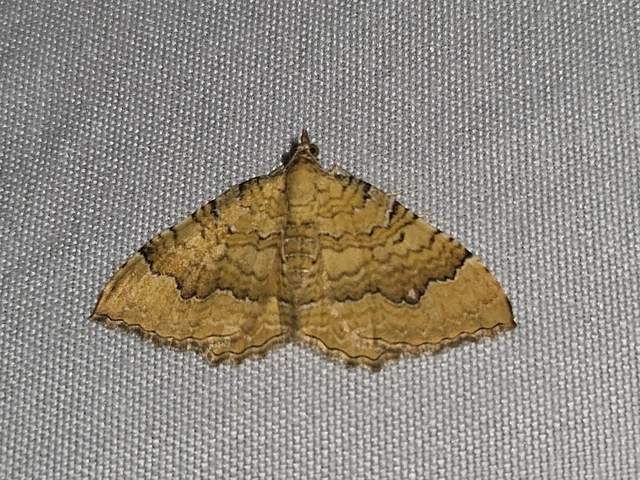 kétvonalas sávosaraszoló - Camptogramma bilineata