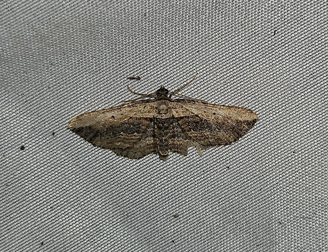 tarka iszalagaraszoló - Horisme vitalbata