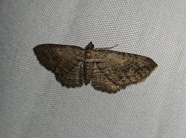 fakó iszalagaraszoló - Horisme tersata