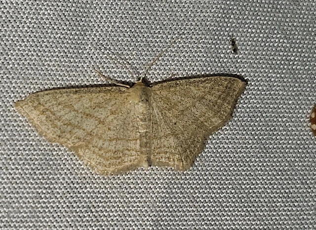Scopula virgulata - vesszős sávosaraszoló