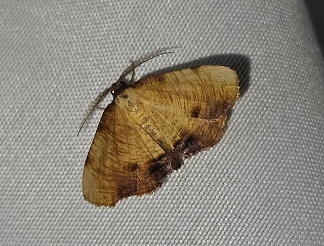 baltaszárnyú araszoló - Plagodis dolabraria