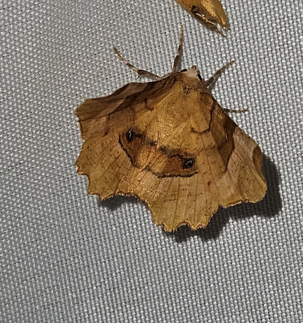 négyfoltos holdasaraszoló - Selenia tetralunaria