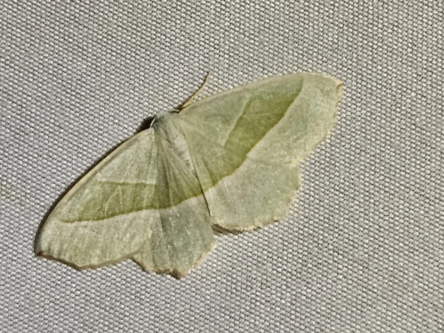 gyöngyházfényű zöldaraszoló - Campaea margaritaria