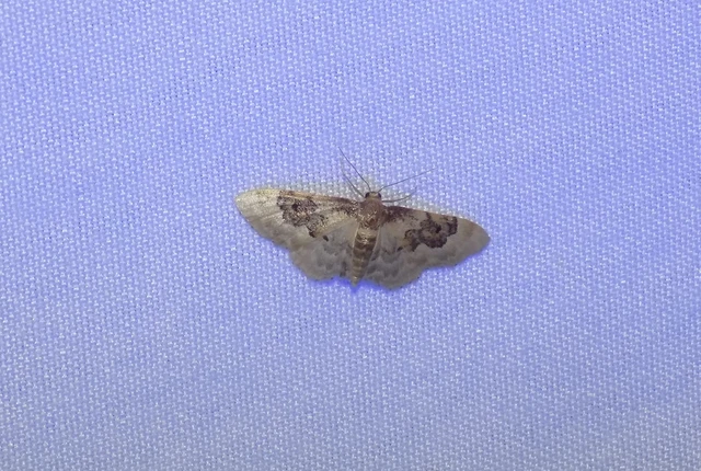 tarka apróaraszoló - Idaea rusticata