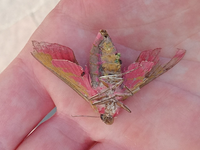 Deilephila elpenor - szőlőszender