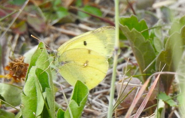 Colias hyale - kéneslepke