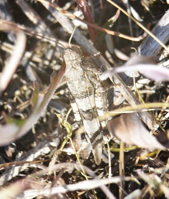 Oedipoda caerulescens - kékszárnyú sáska