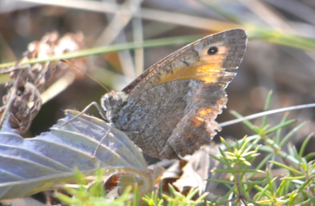 Arethusana arethusa - közönséges szemeslepke