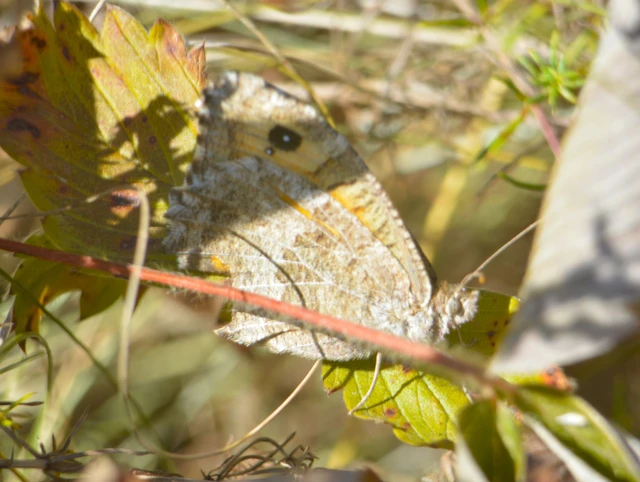 Arethusana arethusa - közönséges szemeslepke