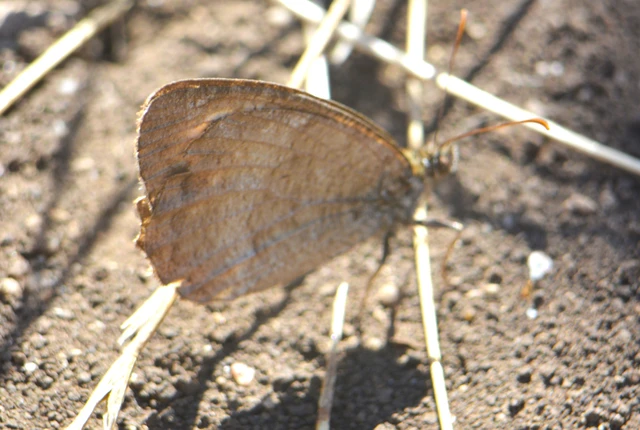 Arethusana arethusa - közönséges szemeslepke