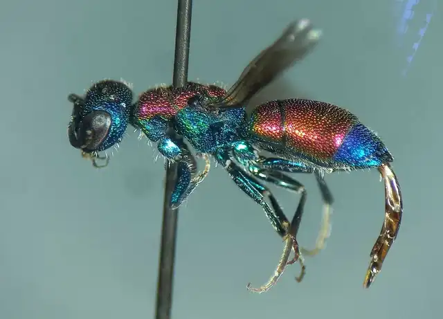 Chrysis