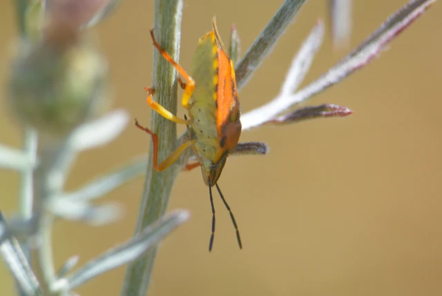 Carpocoris Carpocoris