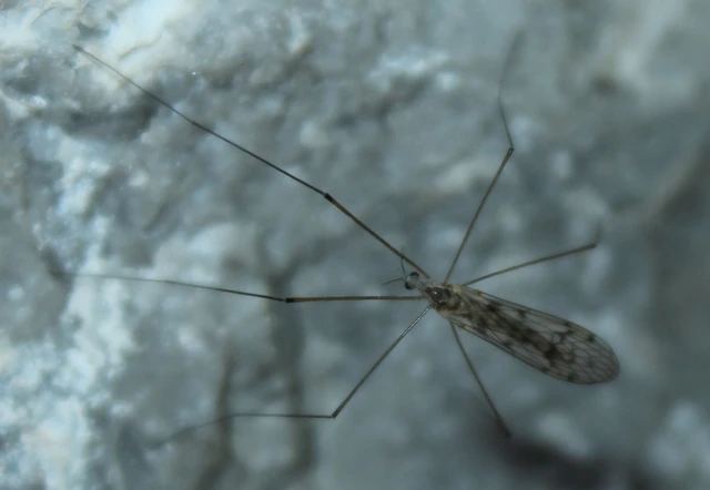 Dactylolabis denticulata