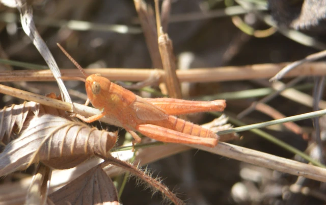 Chorthippus (Glyptobothrus) (subgenus)